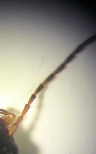 Réf. 203 255 : Bembidion tetracolum